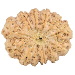 12 Mukhi Rudraksha 34.7mm 8.88gm - Rudraksha back
