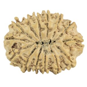 14 Mukhi Rudraksha 27.4mm 3.78gm - Rudraksha back