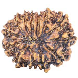 13 Mukhi Rudraksha 23mm 2.67gm - Rudraksha back