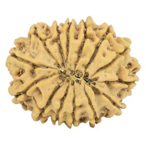 14 Mukhi Rudraksha 27.3mm 4.17gm - Rudraksha back