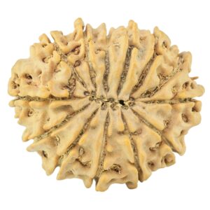 13 Mukhi Rudraksha 28.6mm 4.62gm - Rudraksha back