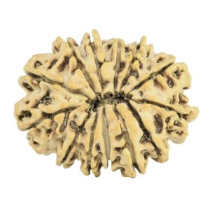 13 Mukhi Rudraksha 27.4mm 3.45gm - Rudraksha back