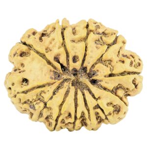 12 Mukhi Rudraksha 30.4mm 4.29gm - Rudraksha back