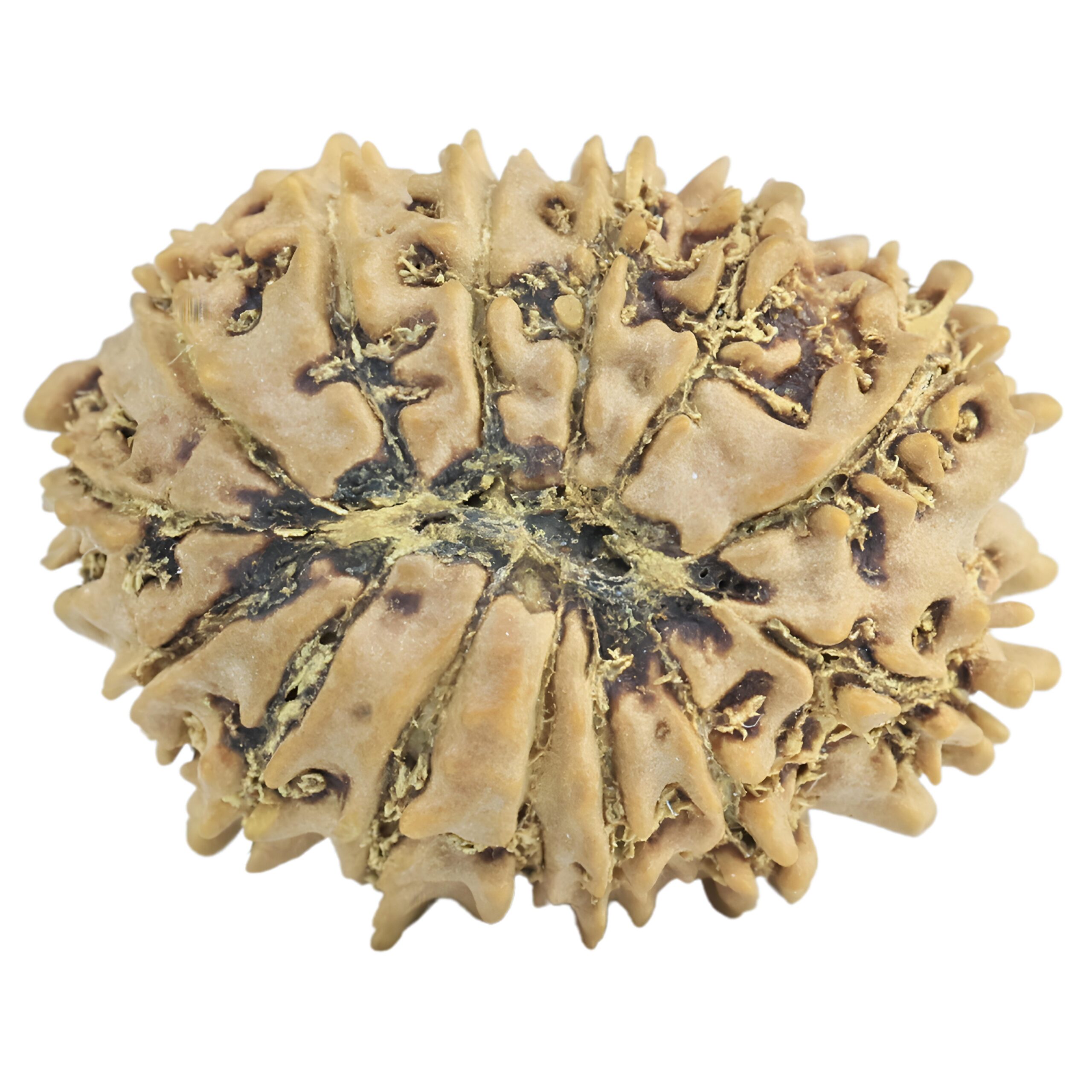 14 Mukhi Rudraksha 23.5mm 2.19gm - Rudraksha back
