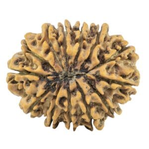 13 Mukhi Rudraksha 28.8mm 5.15gm - Rudraksha back