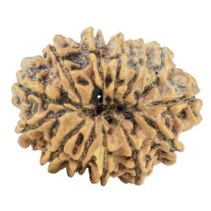 13 Mukhi Rudraksha 28.9mm 5.09gm - Rudraksha back