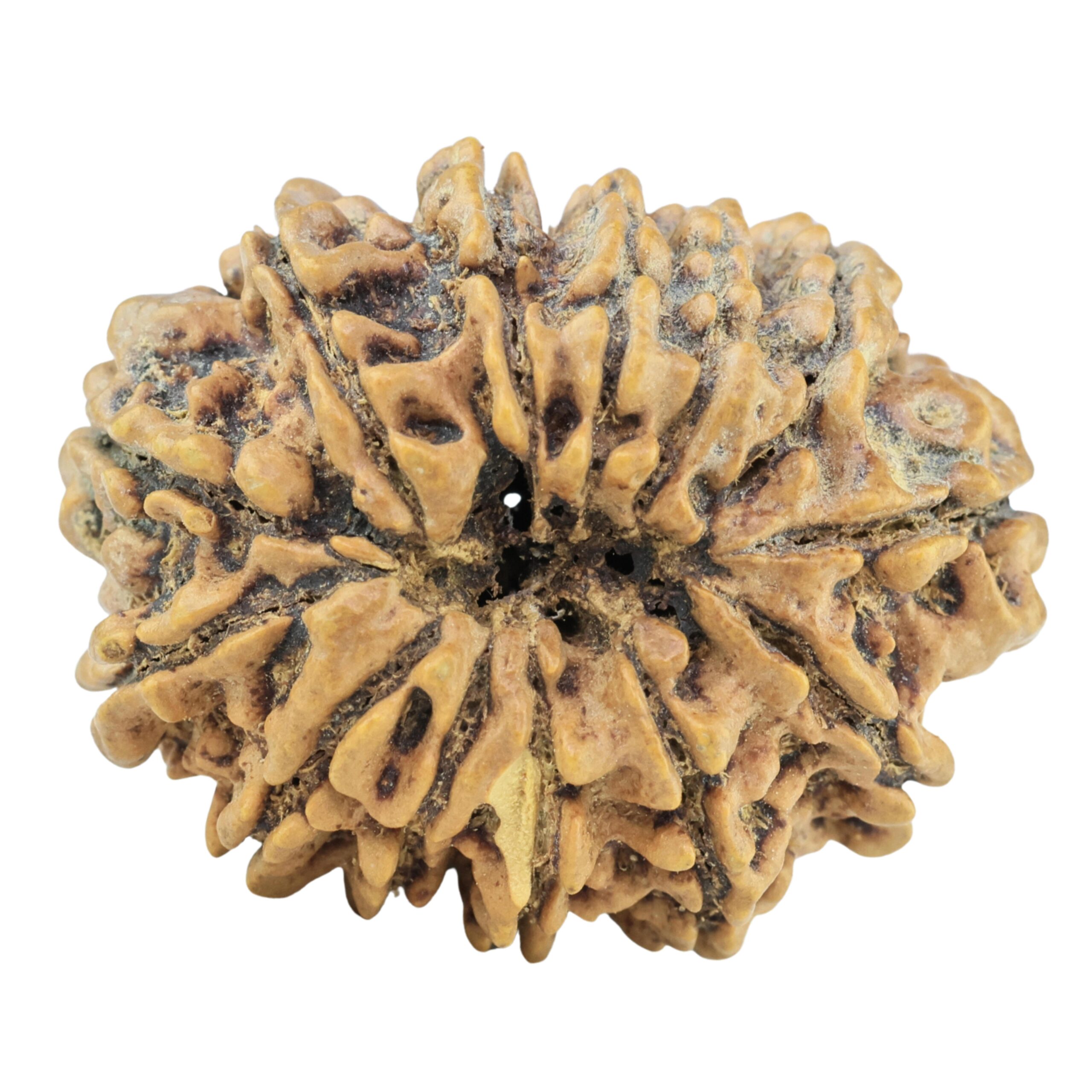 13 Mukhi Rudraksha 28.9mm 5.09gm - Rudraksha back