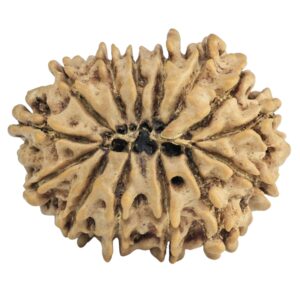 14 Mukhi Rudraksha 26.2mm 3.55gm - Rudraksha back