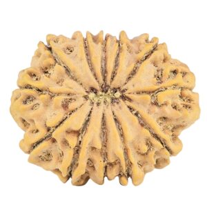 12 Mukhi Rudraksha 32.1mm 7.23gm - Rudraksha back