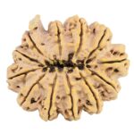 12 Mukhi Ganesh 37.9mm 10.17gm - Rudraksha back