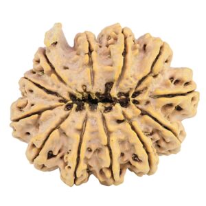 12 Mukhi Ganesh 37.9mm 10.17gm - Rudraksha back