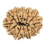 12 Mukhi Rudraksha 32.2mm 4.89gm - Rudraksha back