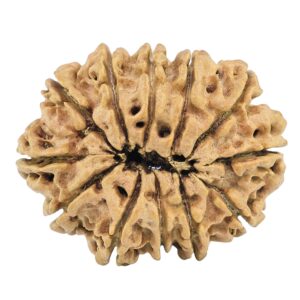 12 Mukhi Rudraksha 32.2mm 4.89gm - Rudraksha back
