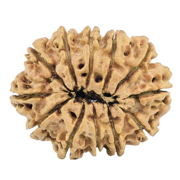 12 Mukhi Rudraksha 32.2mm 4.89gm - Rudraksha back