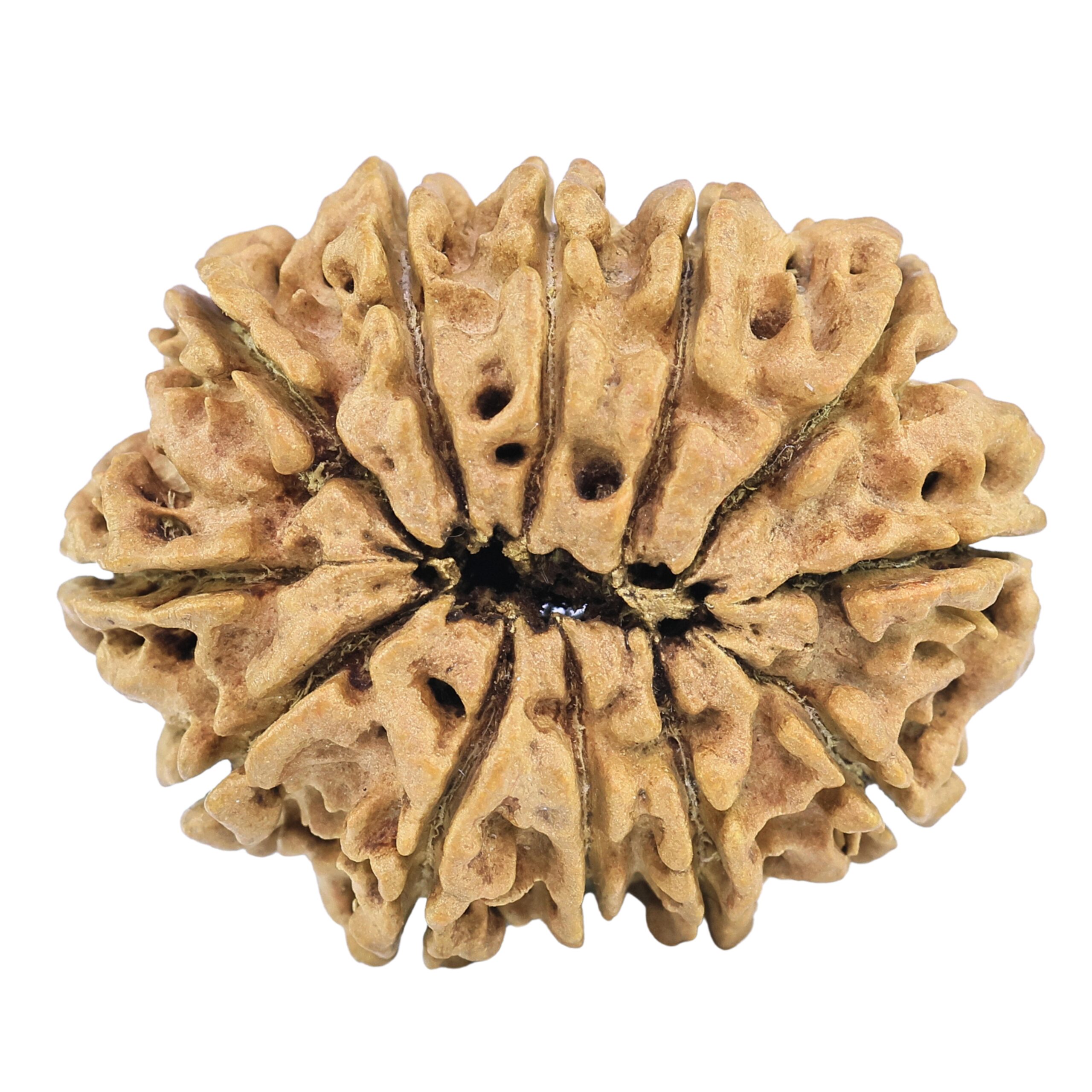 12 Mukhi Rudraksha 32.2mm 4.89gm - Rudraksha back