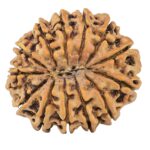 13 Mukhi Rudraksha 32.1mm 7.09gm - Rudraksha back