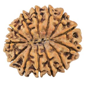 13 Mukhi Rudraksha 32.1mm 7.09gm - Rudraksha back