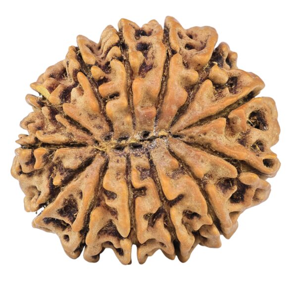 13 Mukhi Rudraksha 32.1mm 7.09gm - Rudraksha back