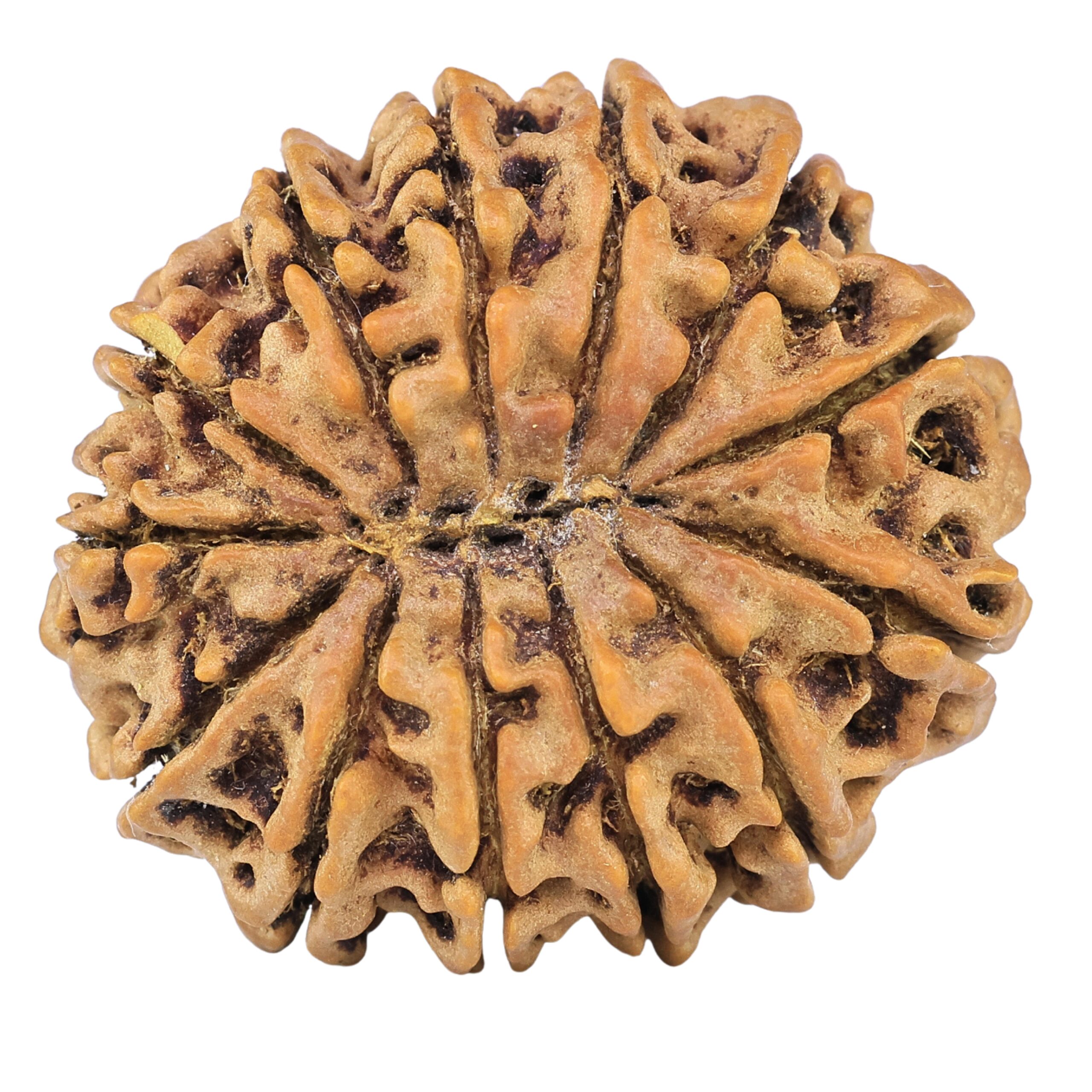 13 Mukhi Rudraksha 32.1mm 7.09gm - Rudraksha back