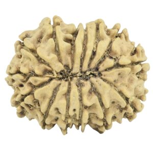 14 Mukhi Rudraksha 24mm 2.22gm - Rudraksha back