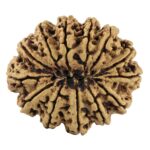 13 Mukhi Rudraksha 34.6mm 6.42gm - Rudraksha back