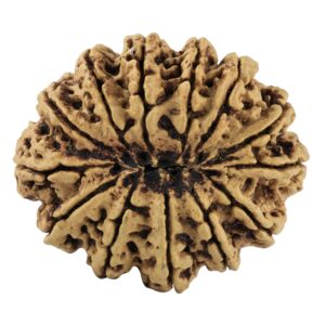 13 Mukhi Rudraksha 34.6mm 6.42gm - Rudraksha back