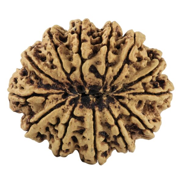 13 Mukhi Rudraksha 34.6mm 6.42gm - Rudraksha back