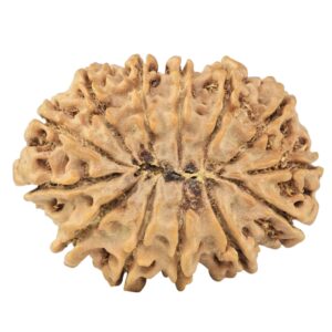 13 Mukhi Rudraksha 34mm 7.11gm - Rudraksha back