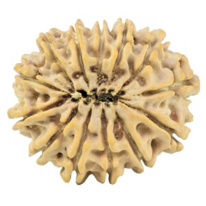 13 Mukhi Rudraksha 32.2mm 6.52gm - Rudraksha back