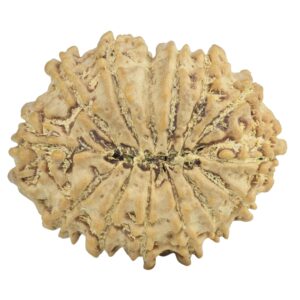 14 Mukhi Rudraksha 26.9mm 4.23gm - Rudraksha back
