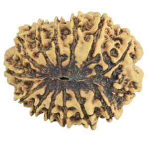 14 Mukhi Rudraksha 29.8mm 4.6gm - Rudraksha back