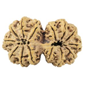 14 Mukhi Gaurishankar 40.2mm 7.48gm - Rudraksha back