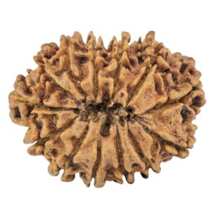 13 Mukhi Rudraksha 31mm 5.53gm - Rudraksha back
