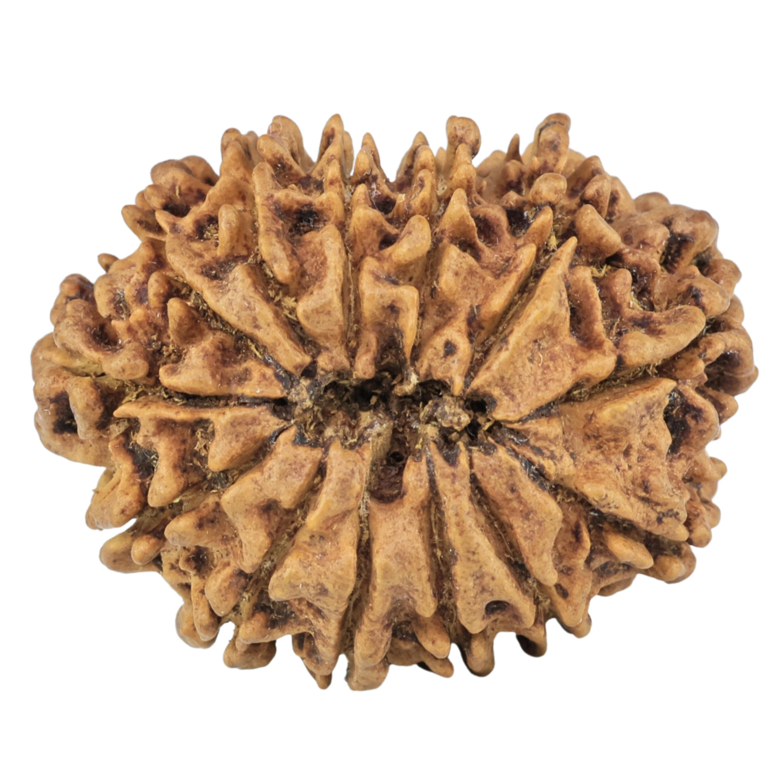 13 Mukhi Rudraksha 31mm 5.53gm - Rudraksha back