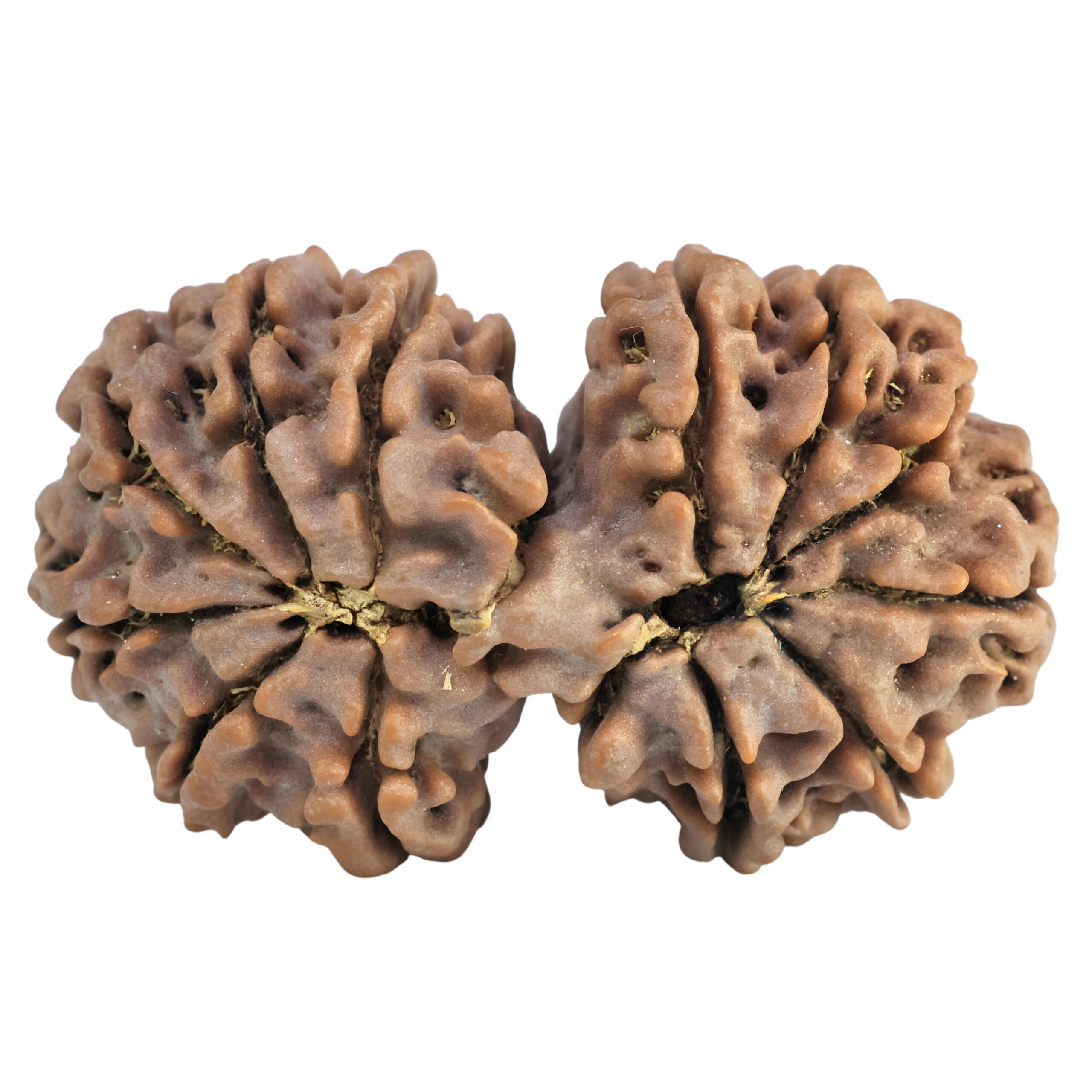 14 Mukhi Gaurishankar 36.4mm 7.63gm - Rudraksha back