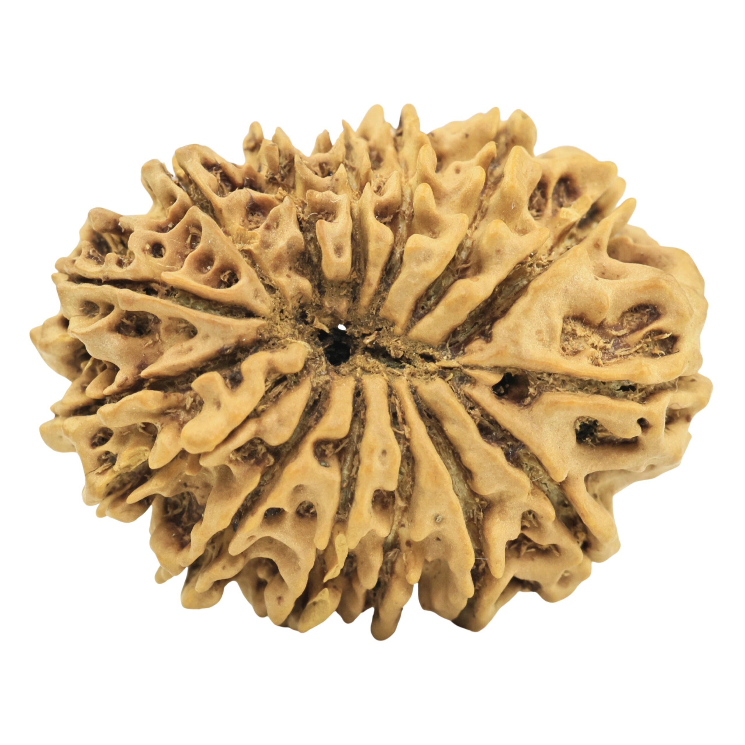15 Mukhi Rudraksha 26.8mm 3.27gm - Rudraksha back