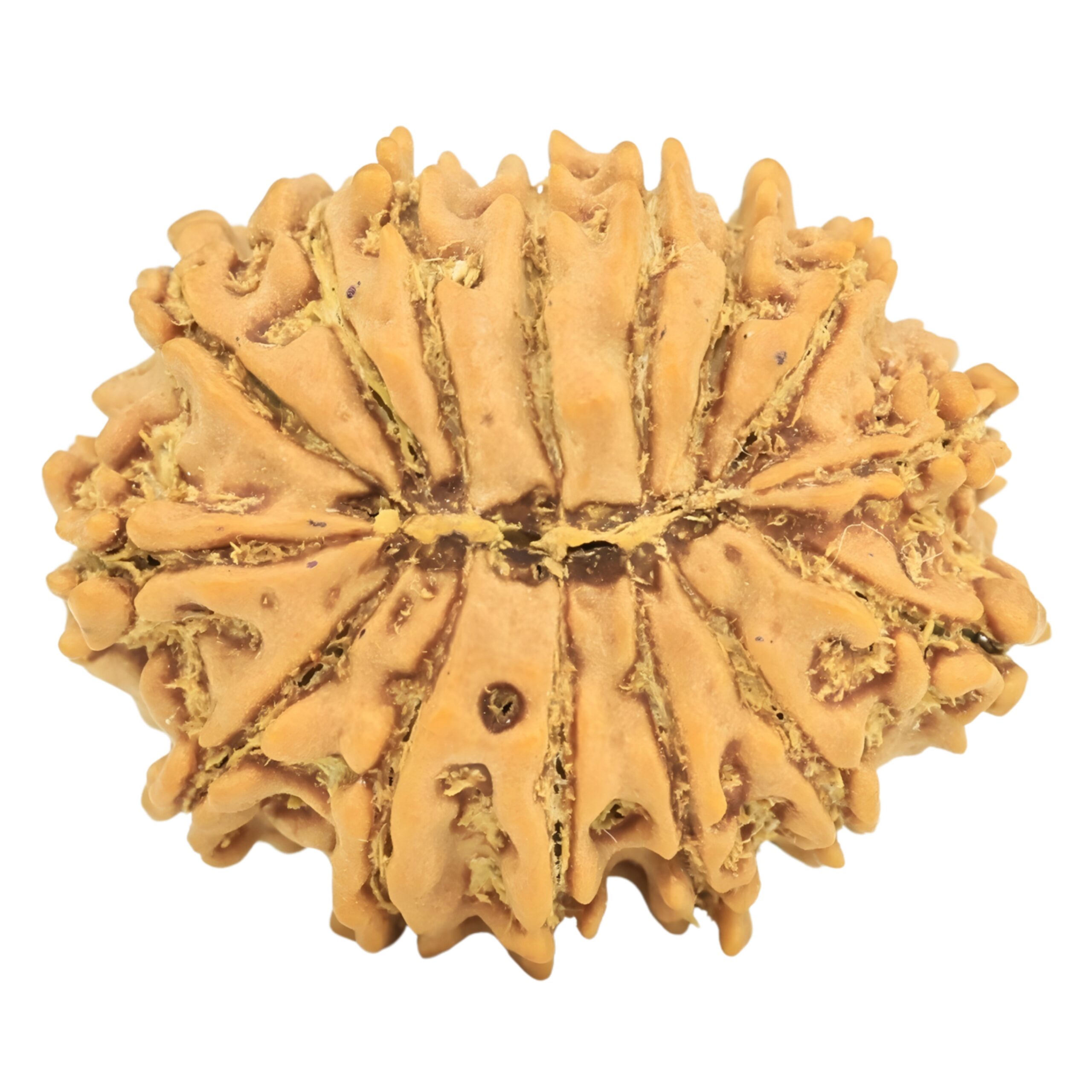 15 Mukhi Rudraksha 19.8mm 1.8gm - Rudraksha back