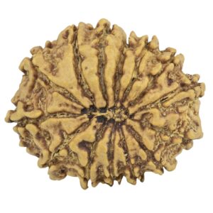 14 Mukhi Rudraksha 24.8mm 3.22gm - Rudraksha back