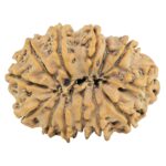 13 Mukhi Rudraksha 29.1mm 5.06gm - Rudraksha back