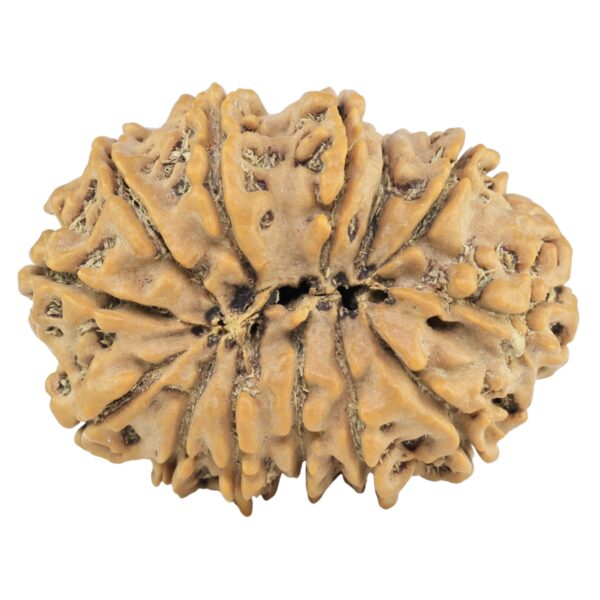 13 Mukhi Rudraksha 29.1mm 5.06gm - Rudraksha back