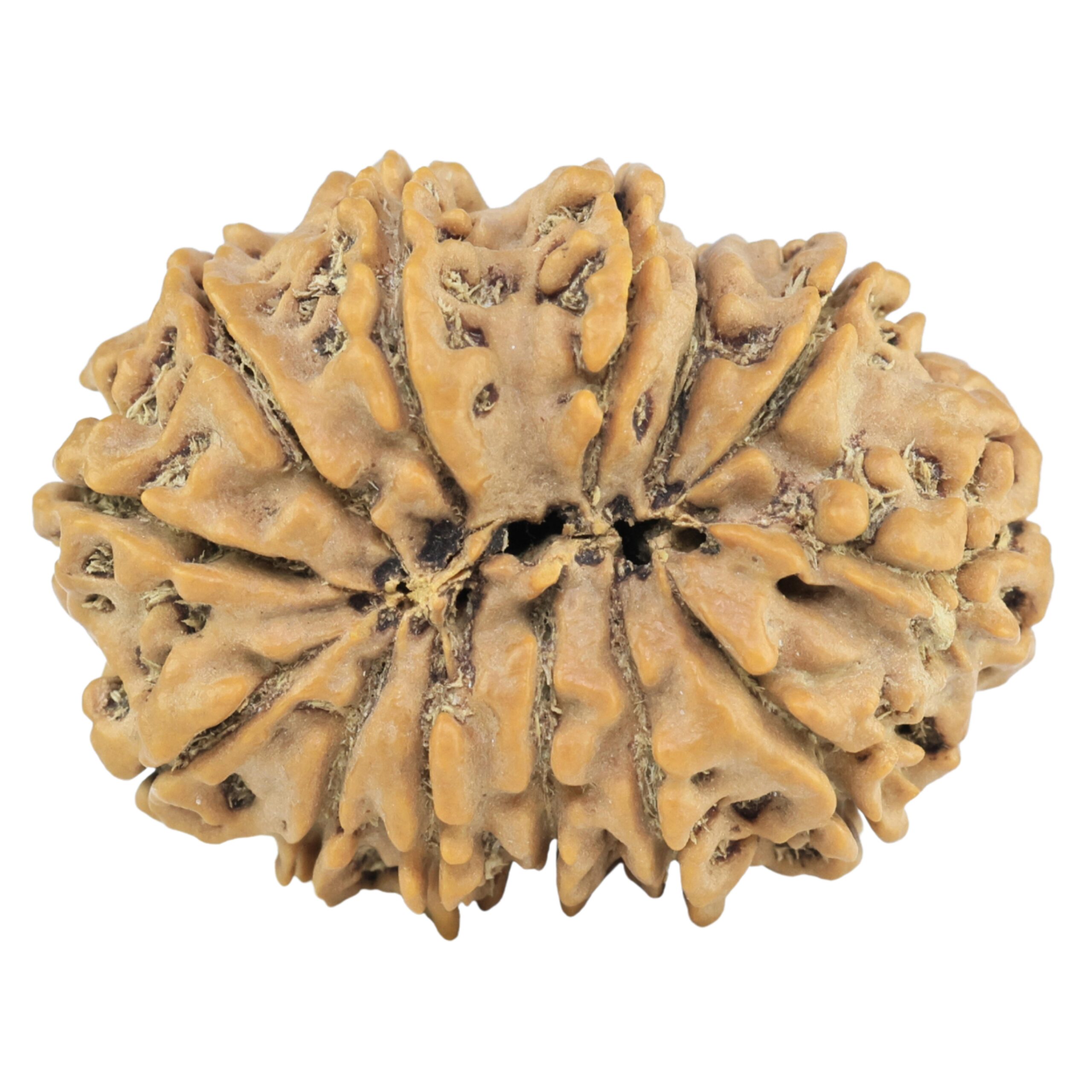 13 Mukhi Rudraksha 29.1mm 5.06gm - Rudraksha back