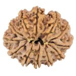 12 Mukhi Rudraksha 35.8mm 10.16gm - Rudraksha back