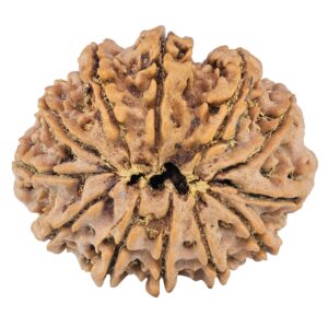 12 Mukhi Rudraksha 35.8mm 10.16gm - Rudraksha back