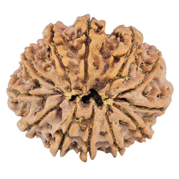 12 Mukhi Rudraksha 35.8mm 10.16gm - Rudraksha back