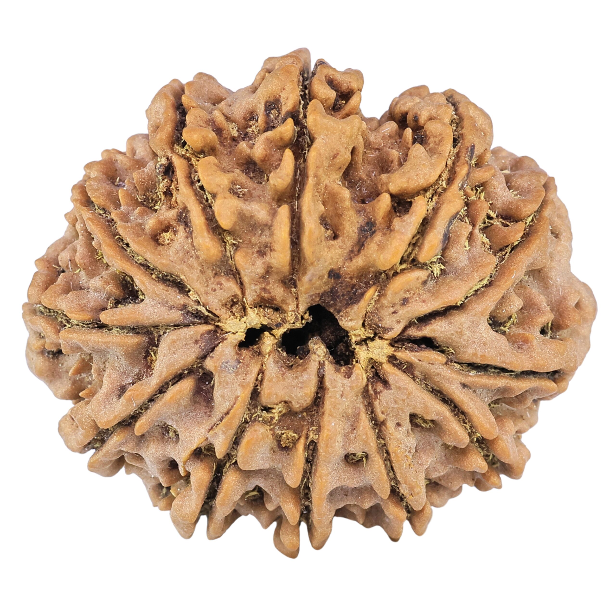 12 Mukhi Rudraksha 35.8mm 10.16gm - Rudraksha back