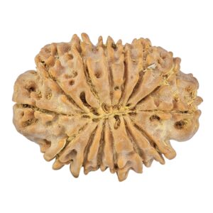 14 Mukhi Rudraksha 26.6mm 3.89gm - Rudraksha back