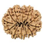 12 Mukhi Rudraksha 34.4mm 8.34gm - Rudraksha back