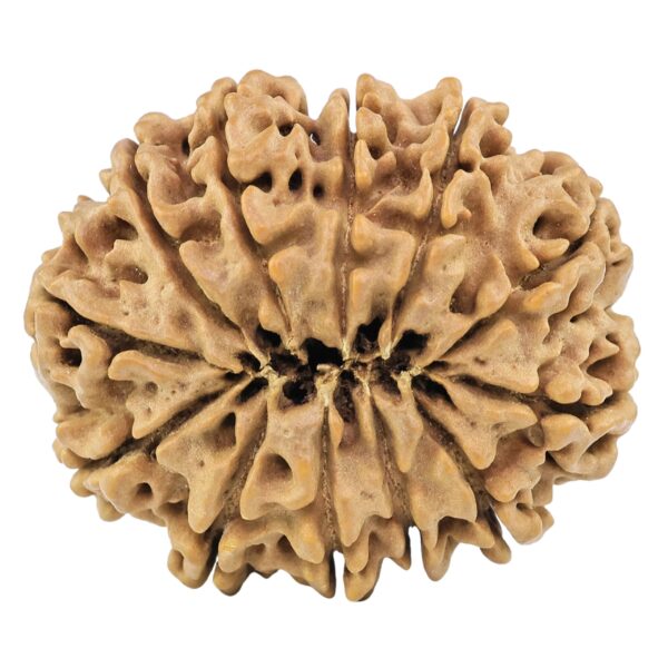 12 Mukhi Rudraksha 34.4mm 8.34gm - Rudraksha back