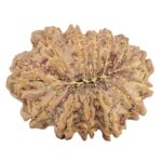 13 Mukhi Rudraksha 31.7mm 7gm - Rudraksha back