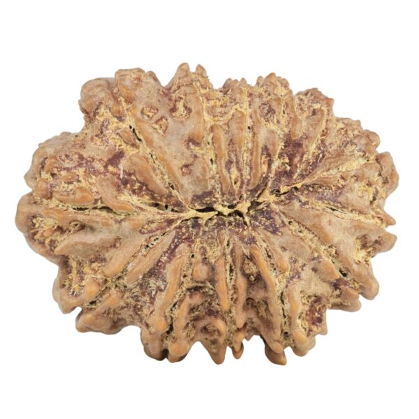 13 Mukhi Rudraksha 31.7mm 7gm - Rudraksha back